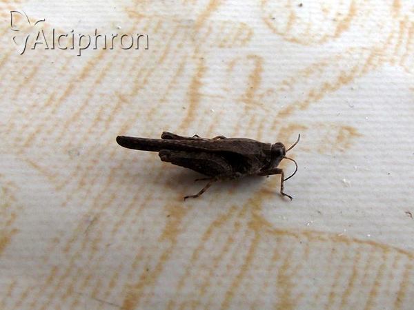 Tetrix subulata