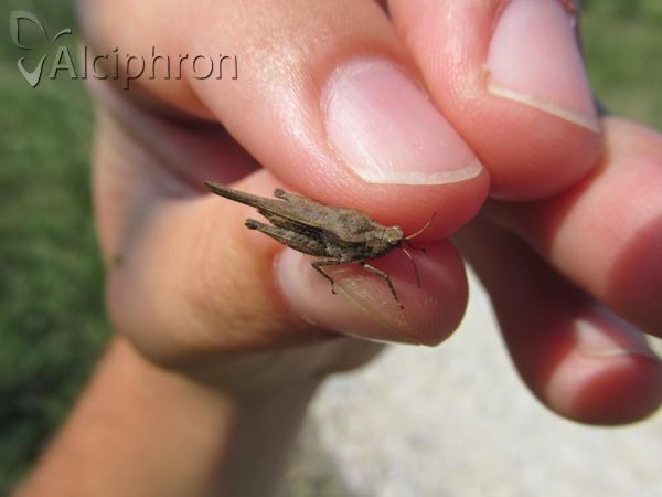 Tetrix subulata