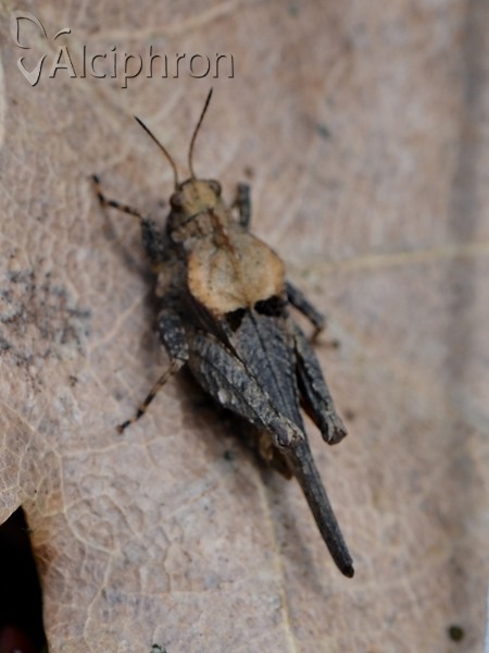 Tetrix subulata