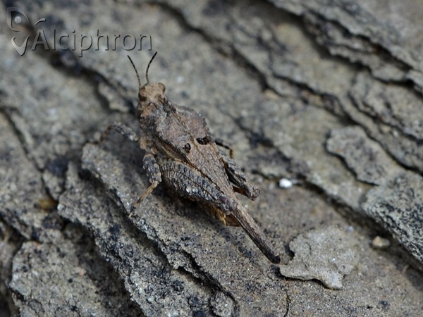 Tetrix subulata