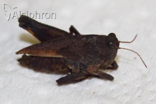 Tetrix tenuicornis