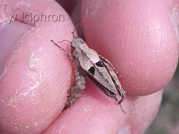 Tetrix tenuicornis