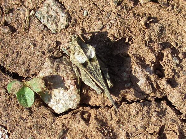 Tetrix tenuicornis