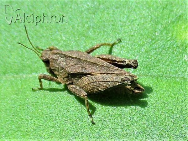 Tetrix tenuicornis