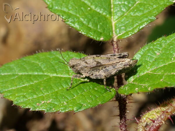 Tetrix tenuicornis
