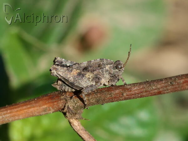 Tetrix tenuicornis