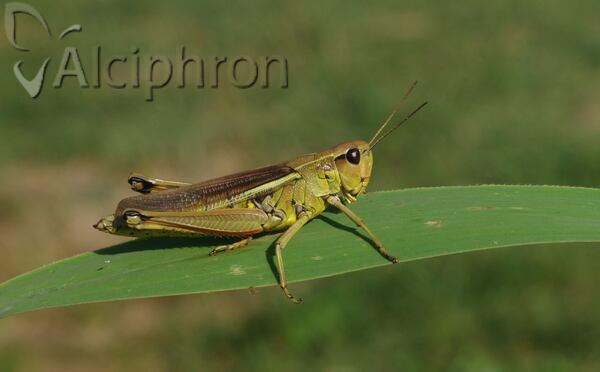 Stethophyma grossum