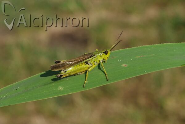 Stethophyma grossum
