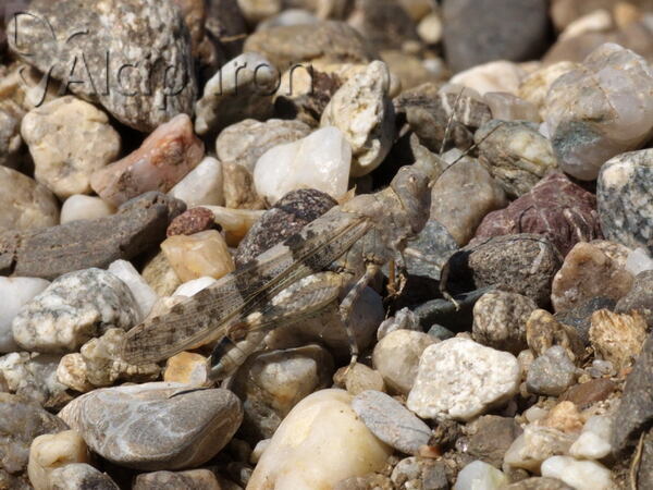 Sphingonotus caerulans