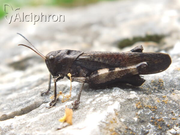 Psophus stridulus