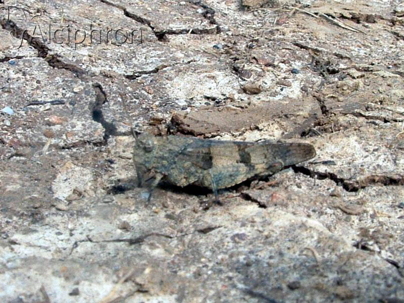 Oedipoda caerulescens