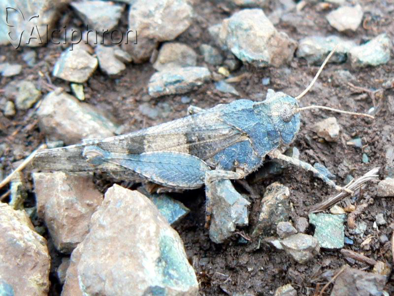 Oedipoda caerulescens
