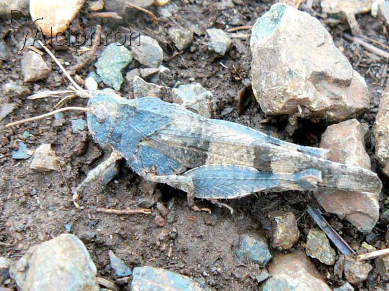 Oedipoda caerulescens