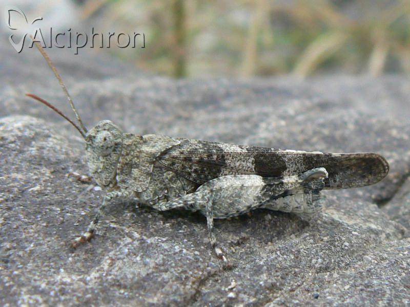 Oedipoda caerulescens