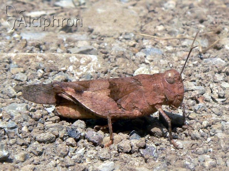 Oedipoda caerulescens