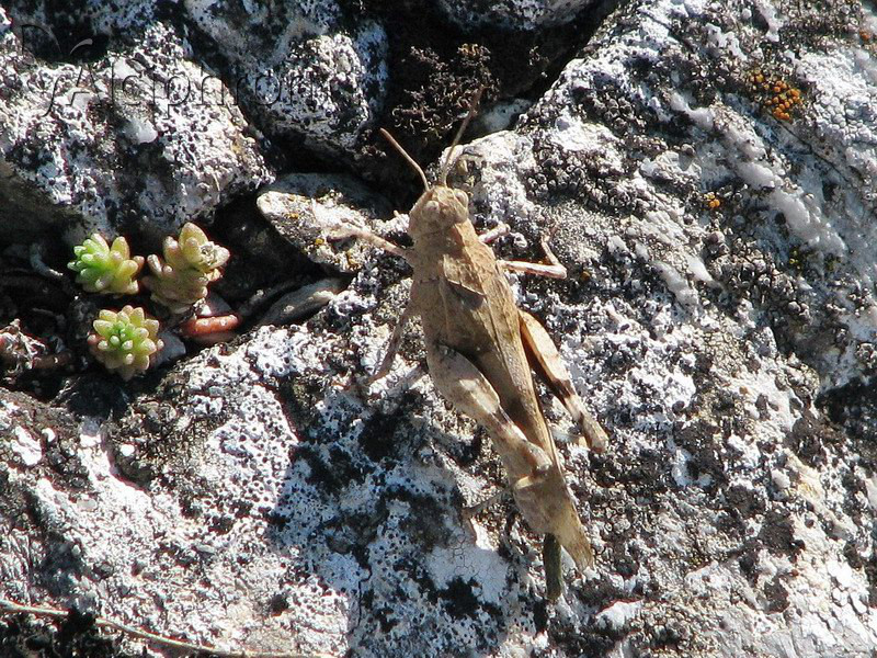 Oedipoda caerulescens