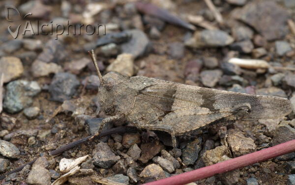 Oedipoda caerulescens