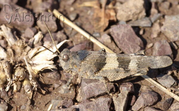 Oedipoda caerulescens