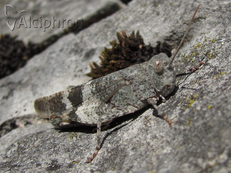 Oedipoda meridionalis
