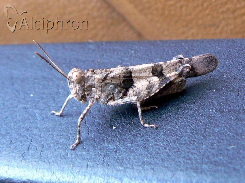 Oedipoda meridionalis