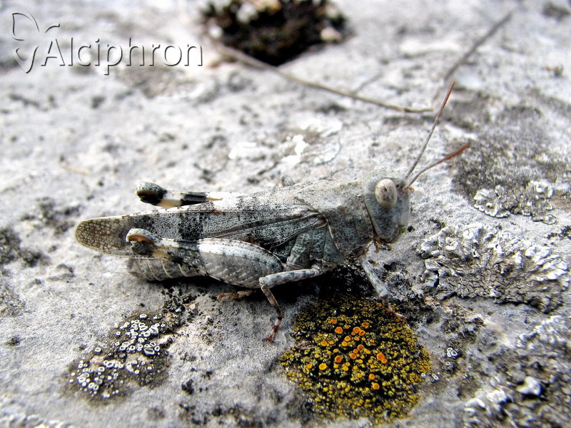 Oedipoda meridionalis