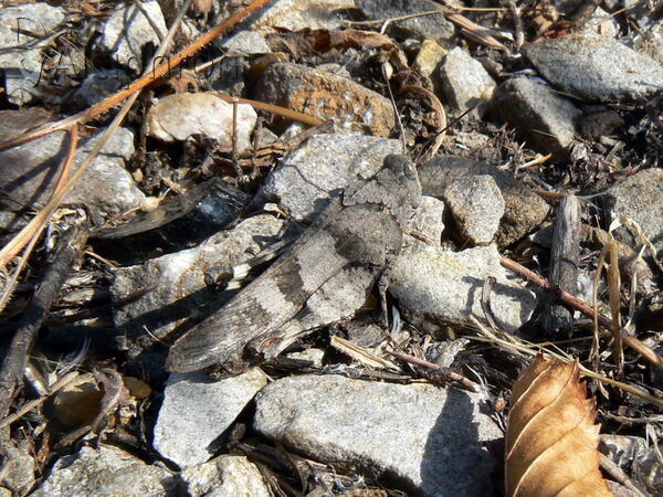 Oedipoda meridionalis