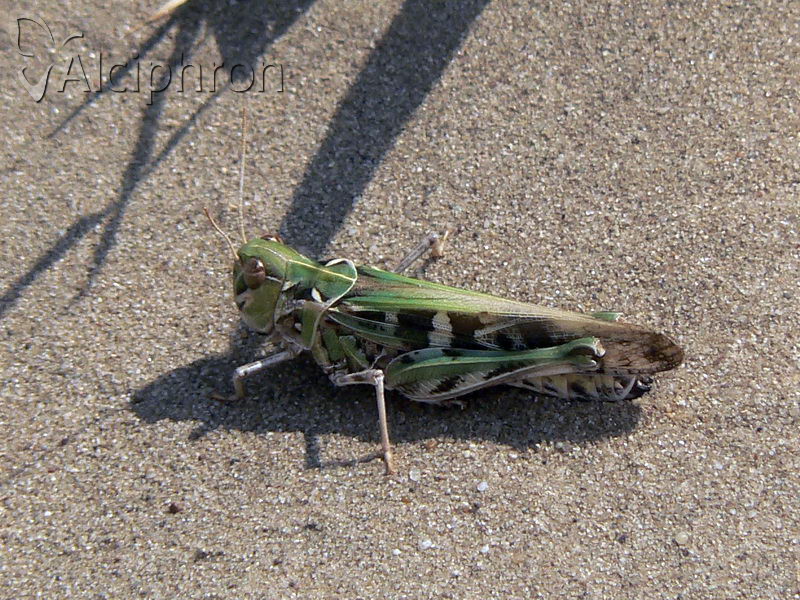 Oedaleus decorus