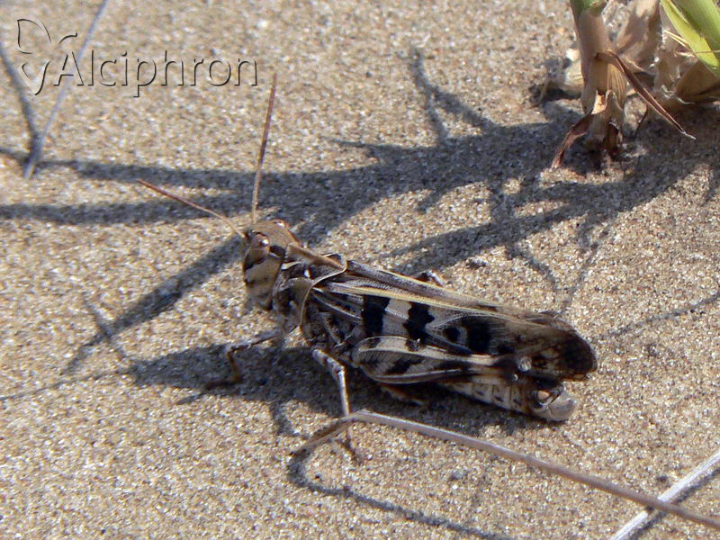 Oedaleus decorus