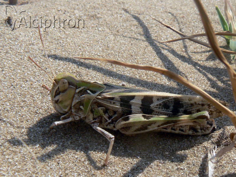Oedaleus decorus