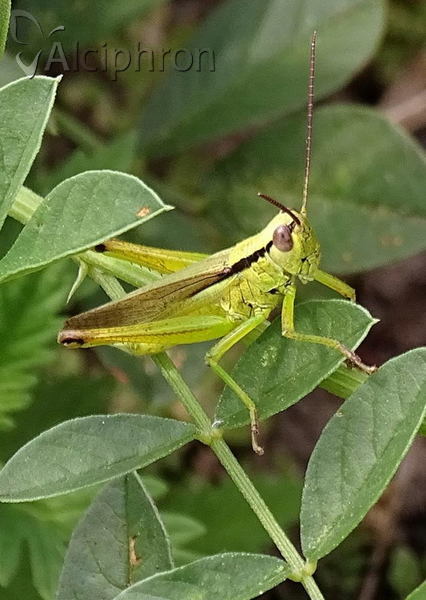 Mecostethus parapleurus