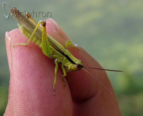 Mecostethus parapleurus