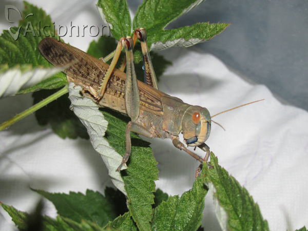 Locusta migratoria
