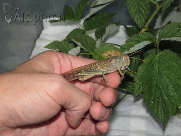 Locusta migratoria