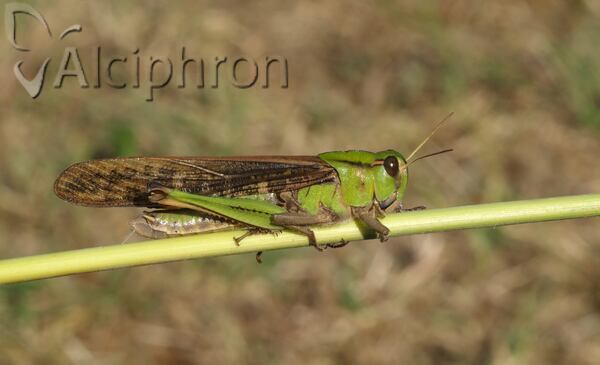 Locusta migratoria