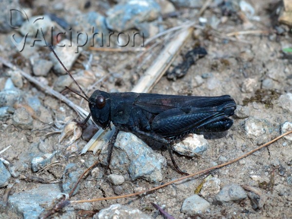 Celes variabilis