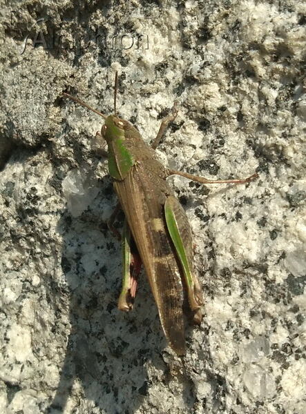 Aiolopus strepens