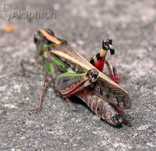 Aiolopus thalassinus