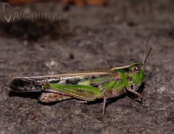 Aiolopus thalassinus