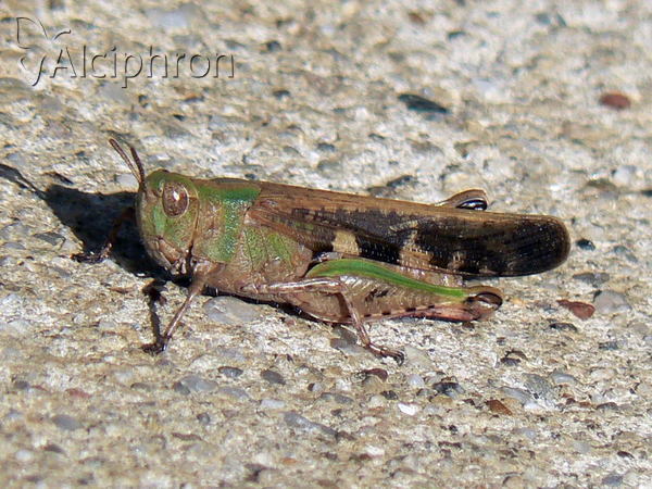 Aiolopus thalassinus