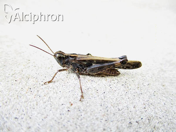 Aiolopus thalassinus