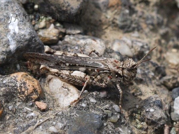Acrotylus insubricus