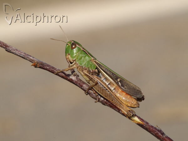 Stenobothrus lineatus