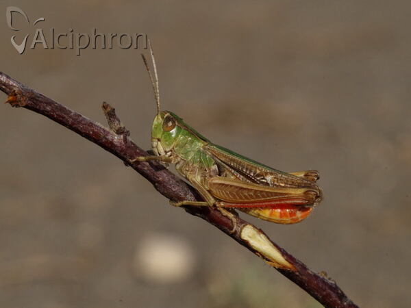 Stenobothrus lineatus