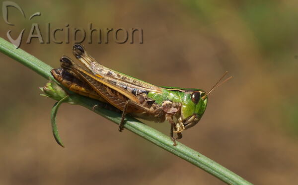 Stenobothrus nigromaculatus
