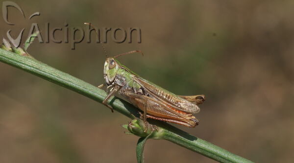 Stenobothrus nigromaculatus