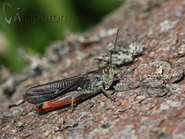 Stenobothrus rubicundulus