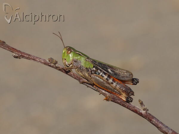 Stenobothrus rubicundulus