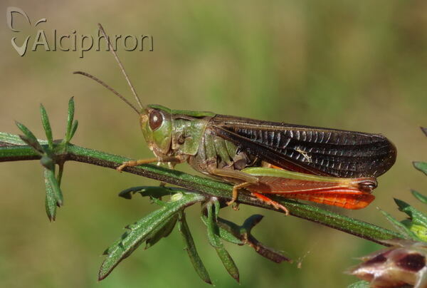 Stenobothrus rubicundulus