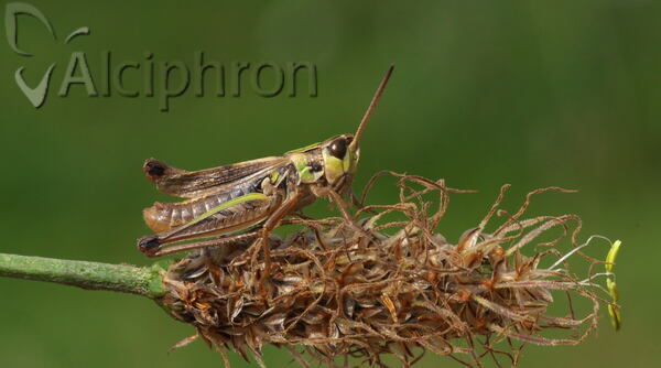 Stenobothrus stigmaticus