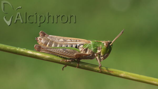 Stenobothrus stigmaticus